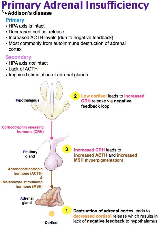 A diagram of a human bodyDescription automatically generated