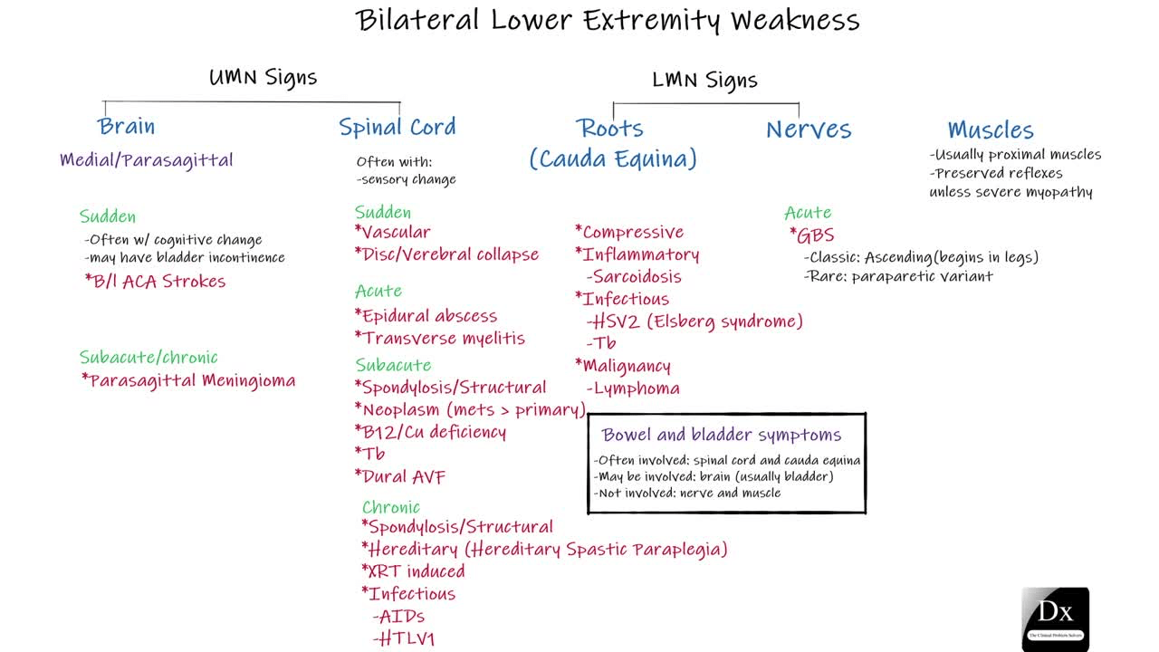 A diagram of a nervous systemDescription automatically generated with medium confidence