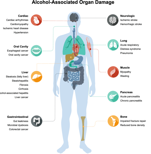 A diagram of a person's bodyDescription automatically generated