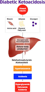 A diagram of human liverDescription automatically generated