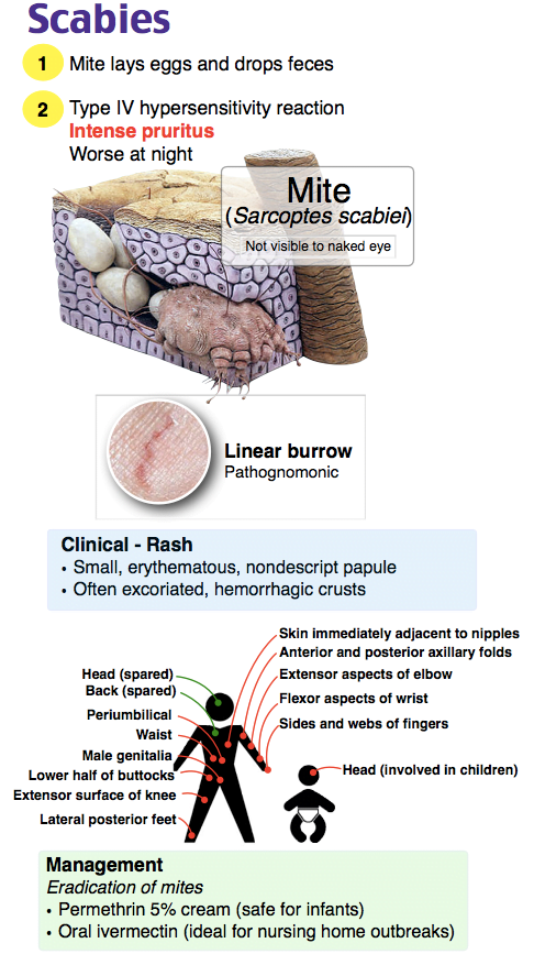 A diagram of skin structureDescription automatically generated
